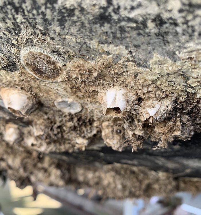 The GESAMP working group on biofouling holds its first meeting